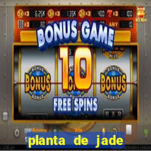 planta de jade significado espiritual